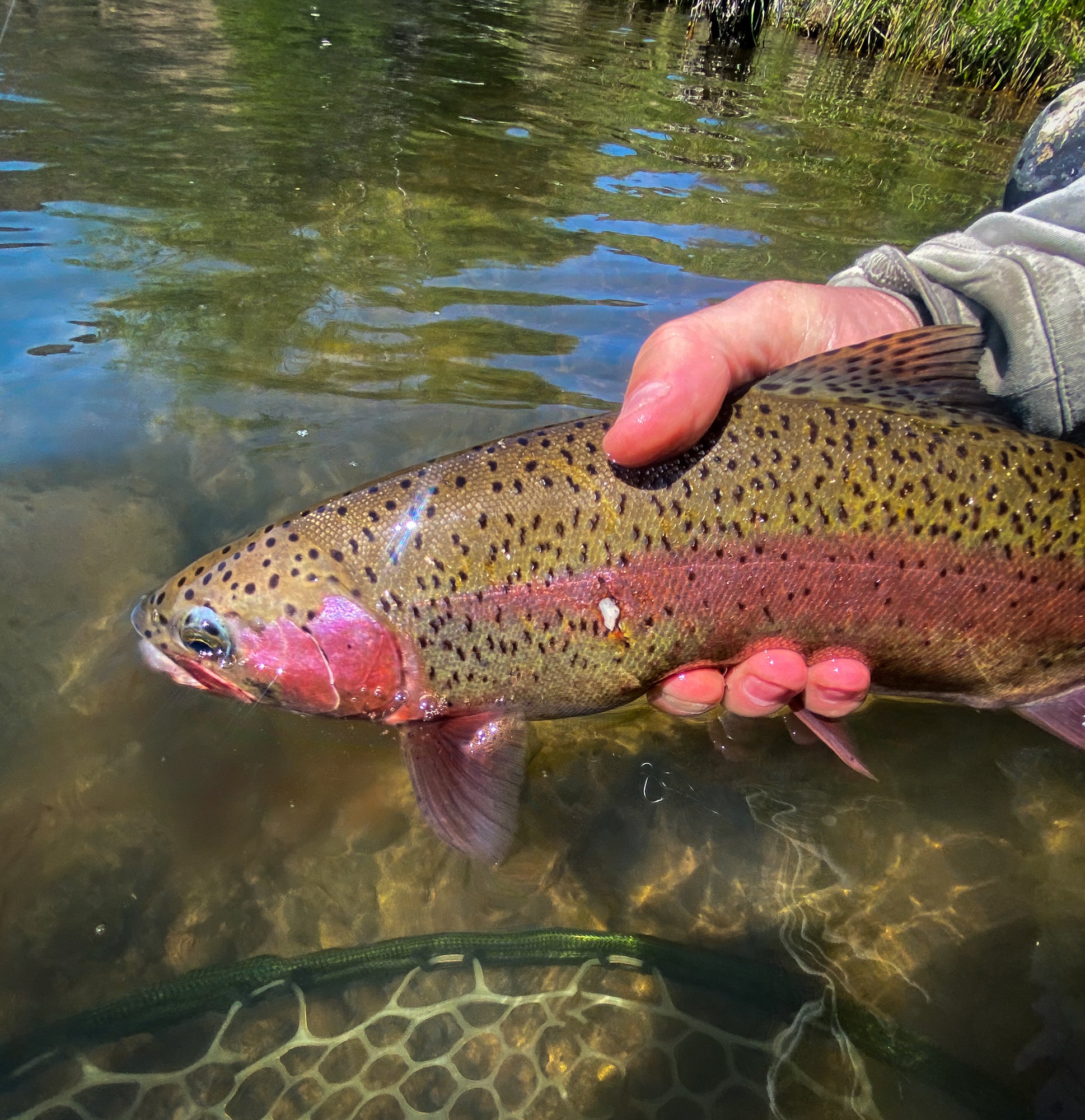 Asquith for Trout – Stillwater Fly Shop